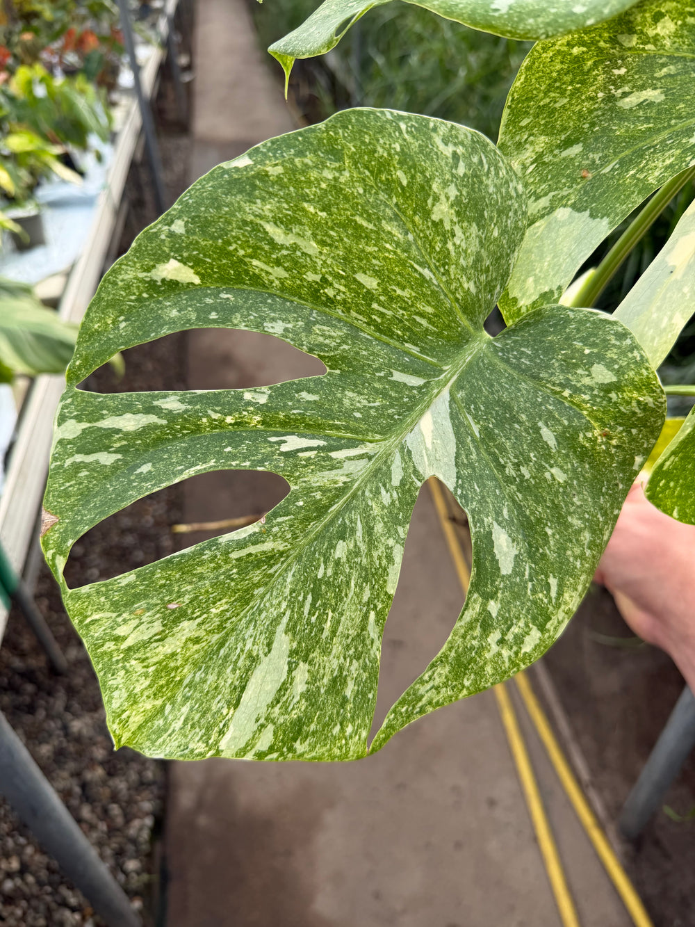 Monstera Thai constellation Green snow