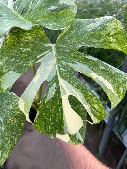 Monstera Thai constellation Green snow