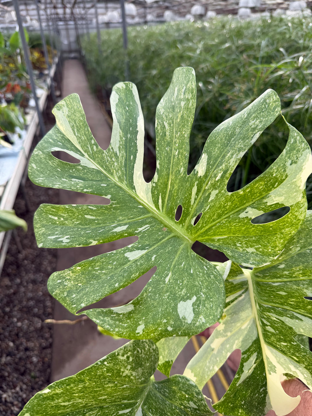 Monstera Thai constellation Green snow