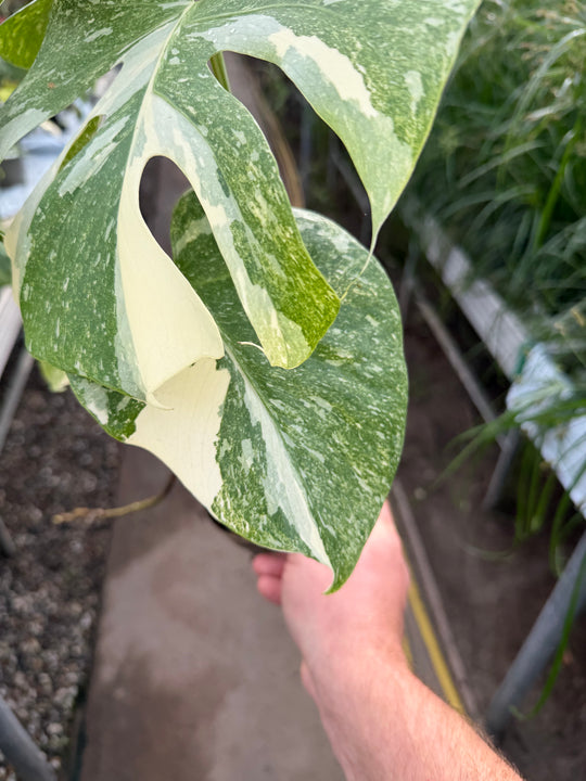 Monstera Thai constellation Green snow