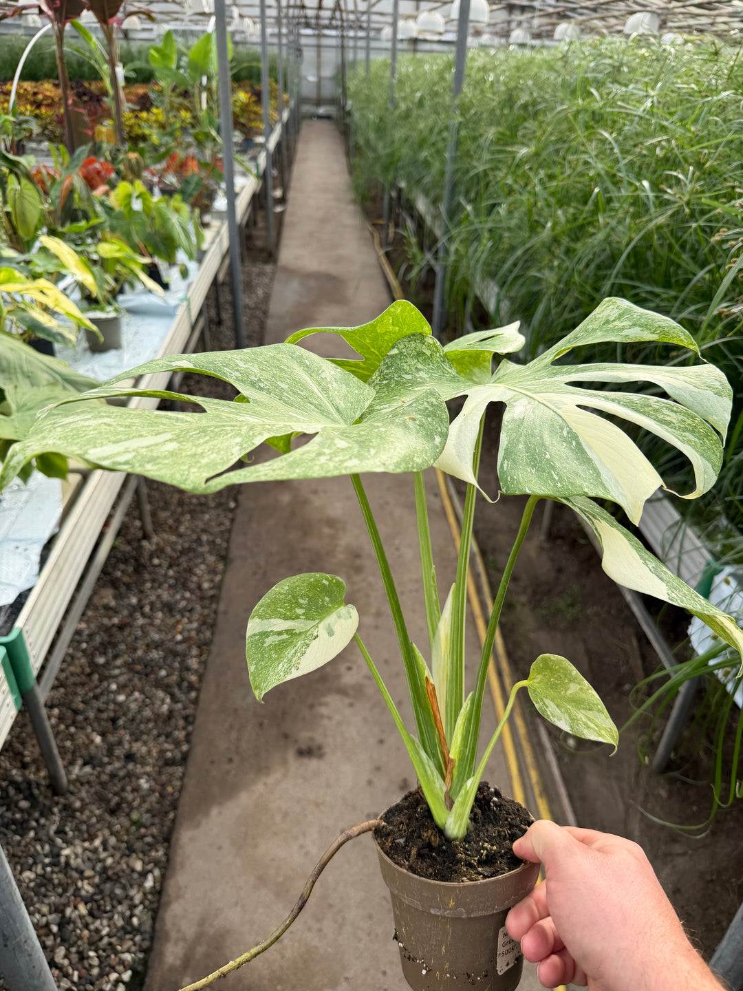 Monstera Thai constellation Green snow