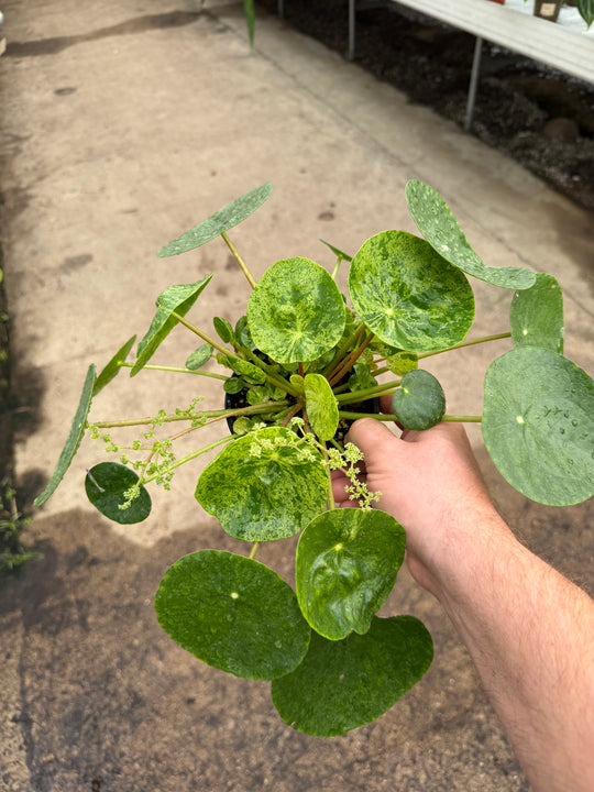 Pilea mojito