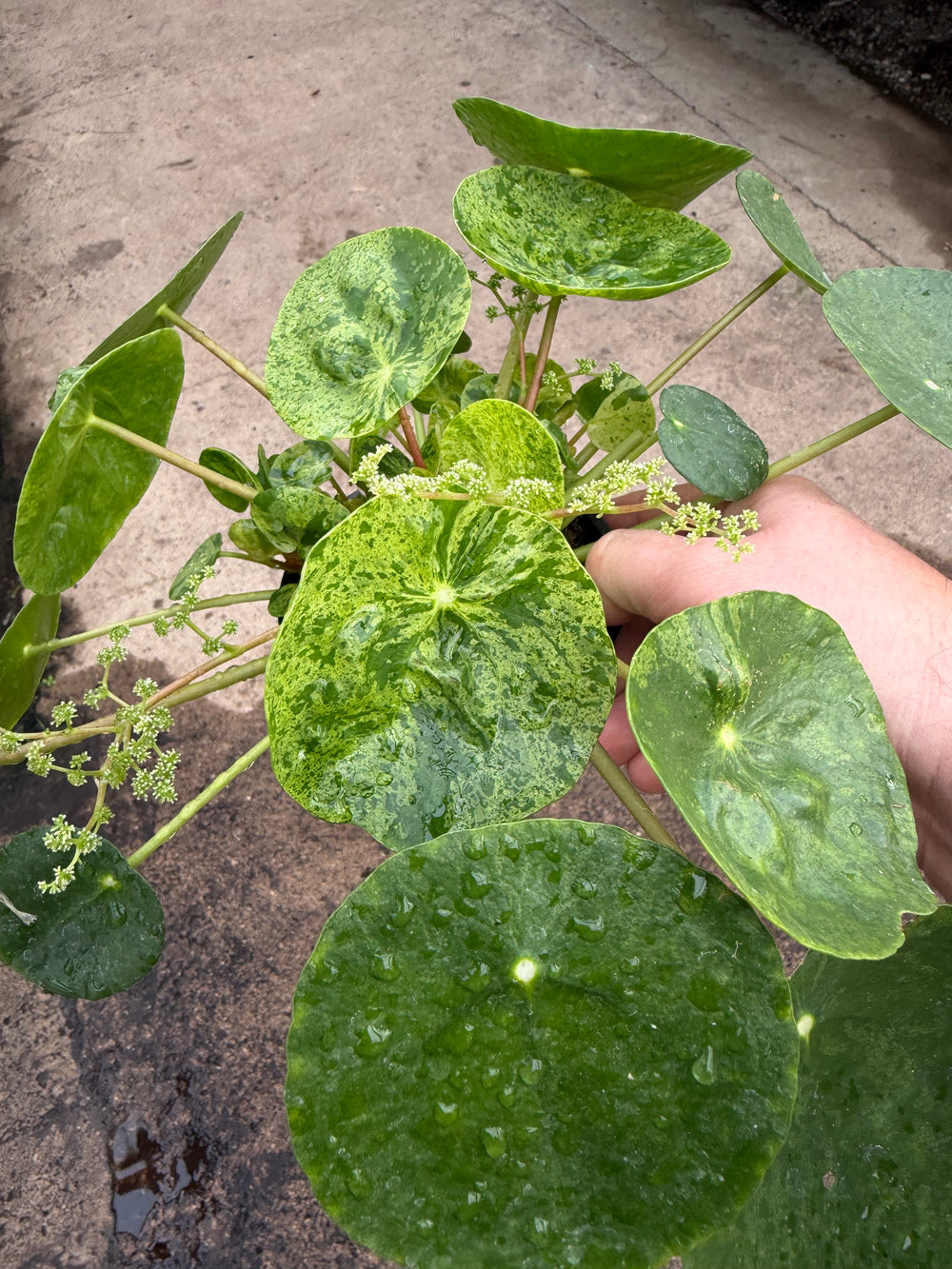 Pilea mojito