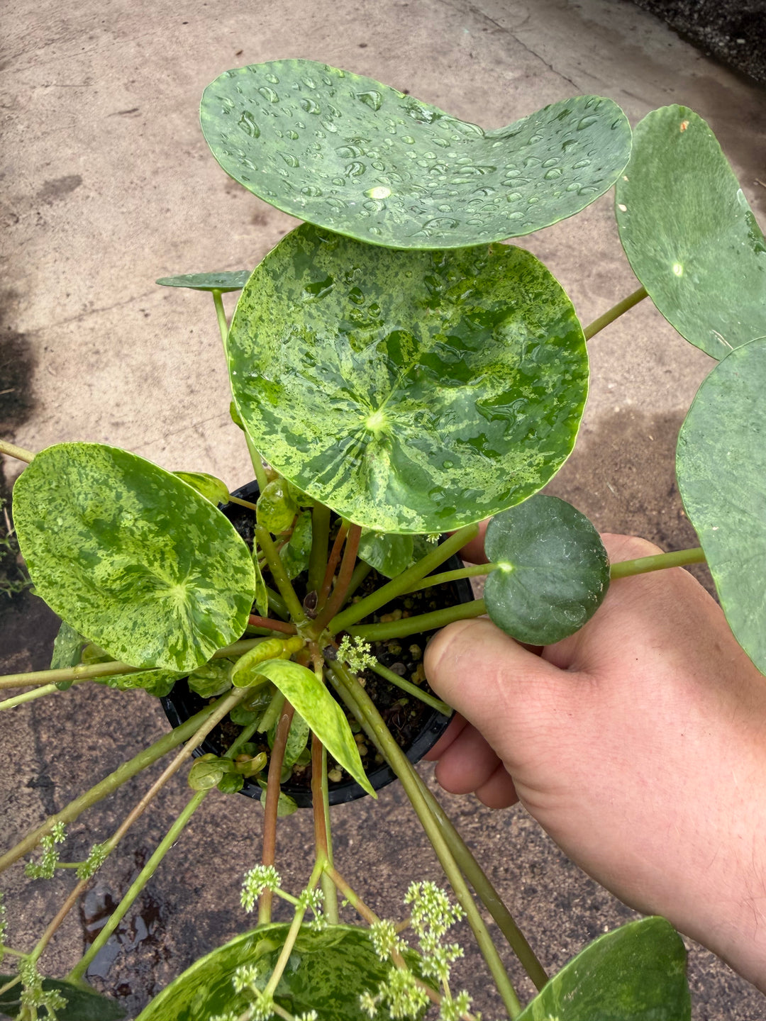 Pilea mojito