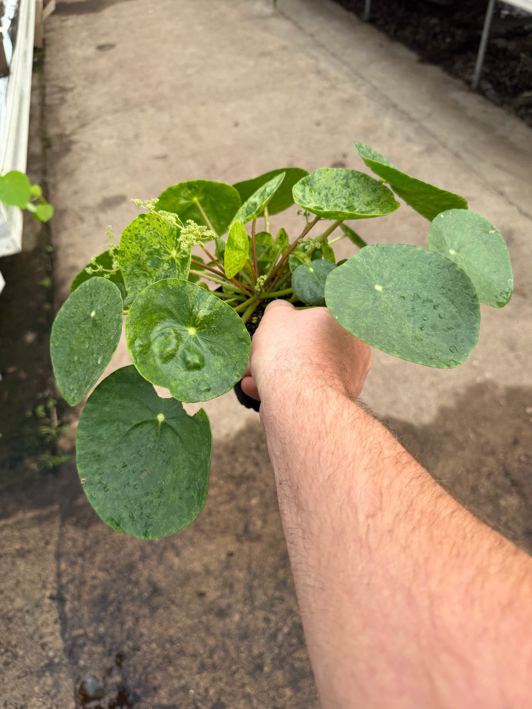 Pilea mojito