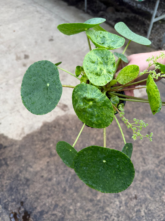 Pilea mojito