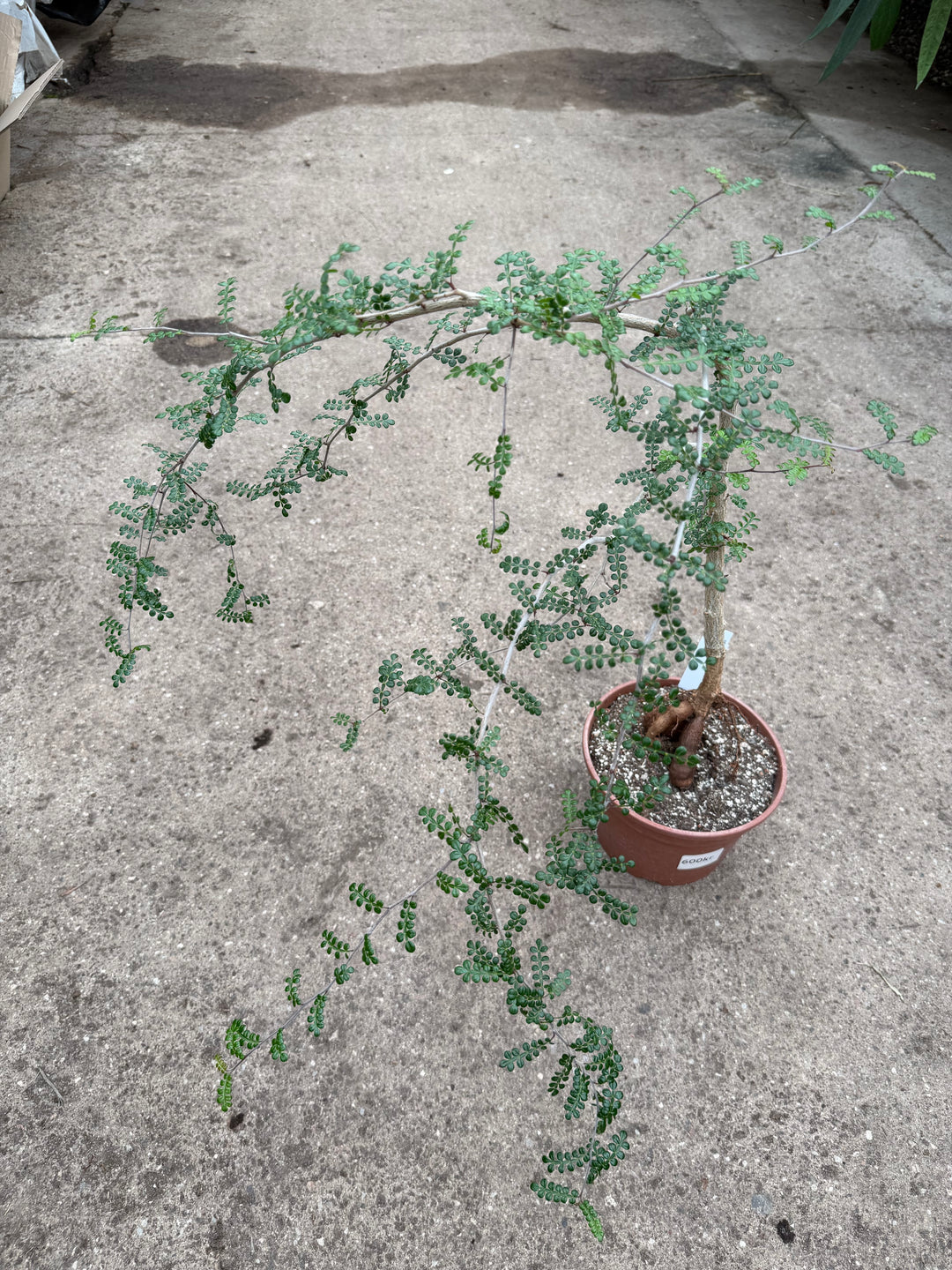 Operculicarya decaryi