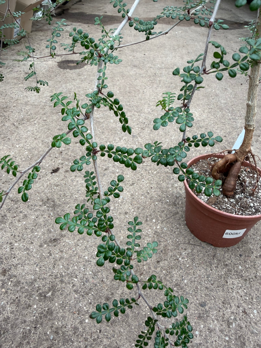 Operculicarya decaryi