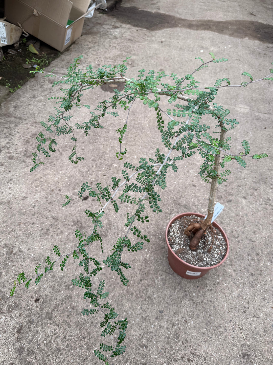 Operculicarya decaryi
