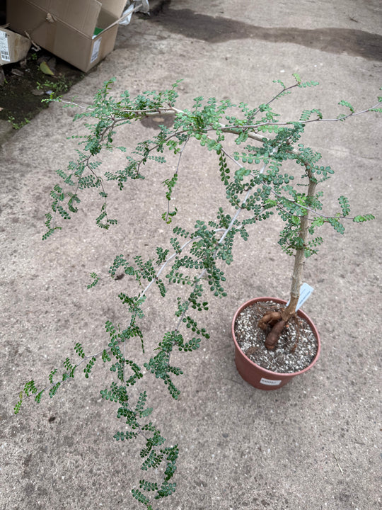 Operculicarya decaryi