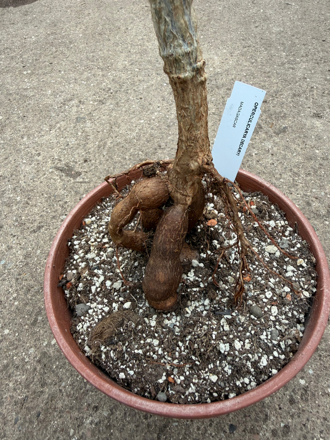 Operculicarya decaryi