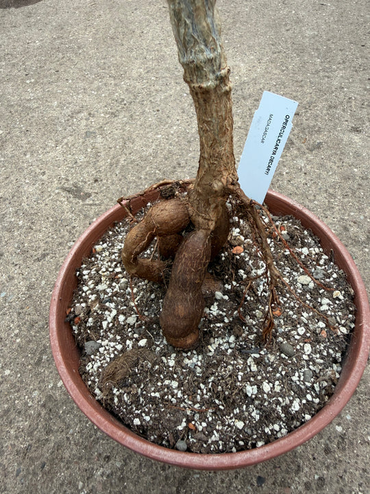 Operculicarya decaryi