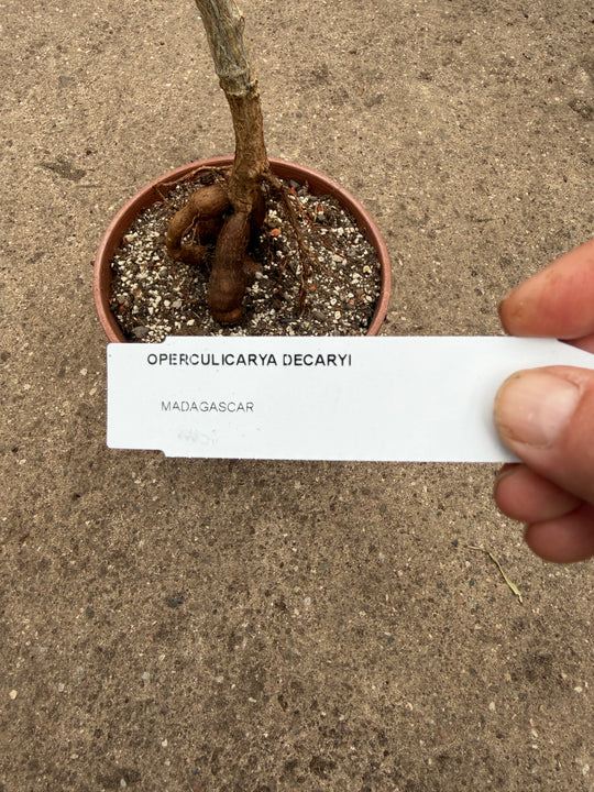 Operculicarya decaryi