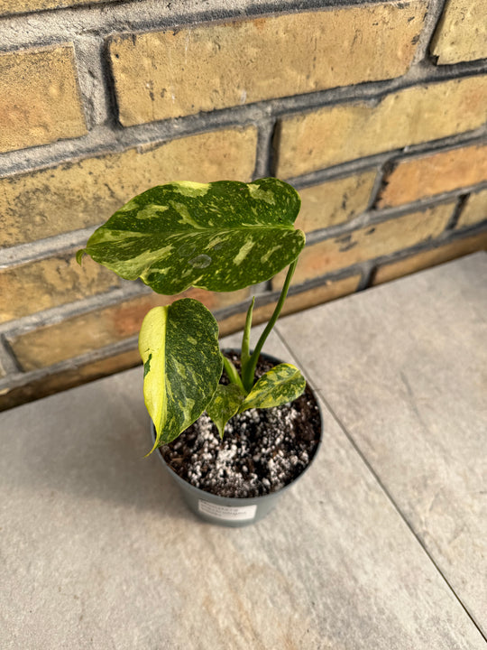 Monstera Electrolight