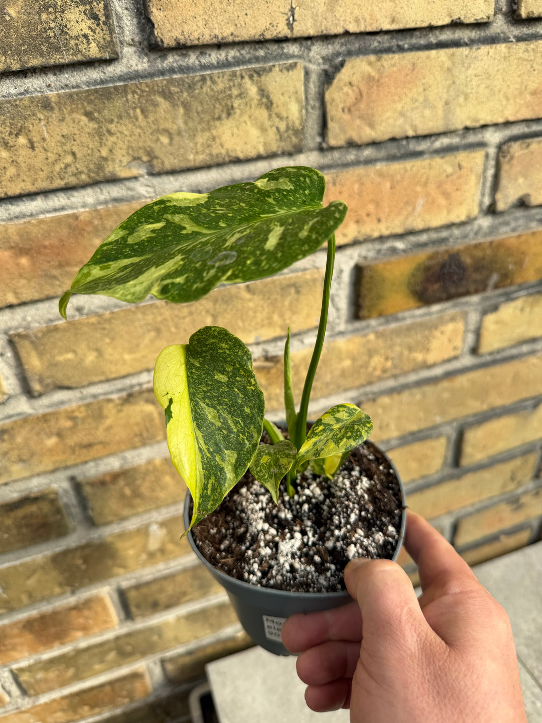 Monstera Electrolight