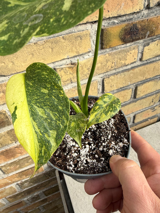 Monstera Electrolight