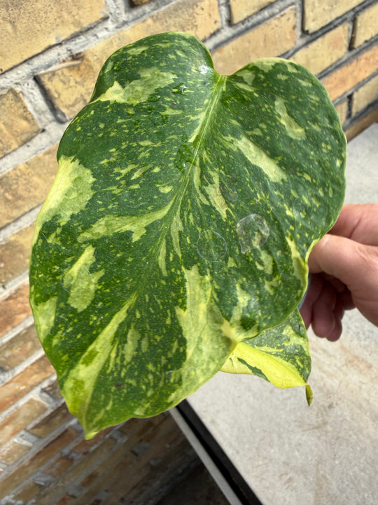 Monstera Electrolight