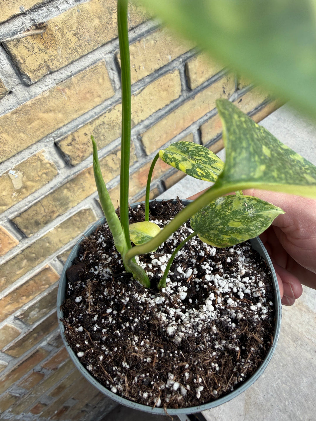 Monstera Electrolight