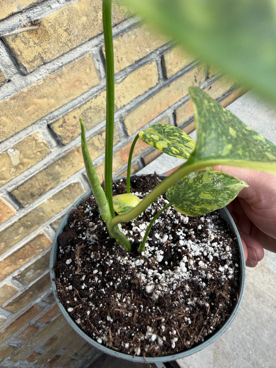 Monstera Electrolight