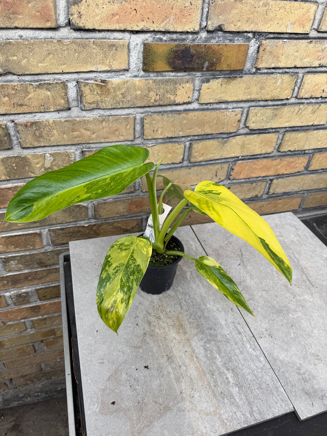 Philodendron Jose buono ‘Aurea’