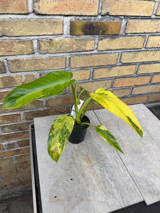 Philodendron Jose buono ‘Aurea’