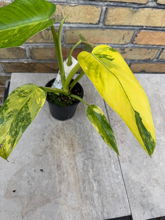 Philodendron Jose buono ‘Aurea’