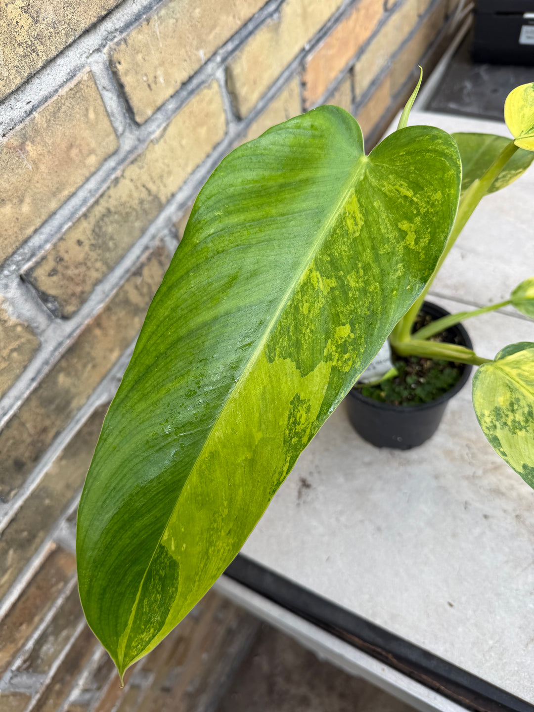 Philodendron Jose buono ‘Aurea’