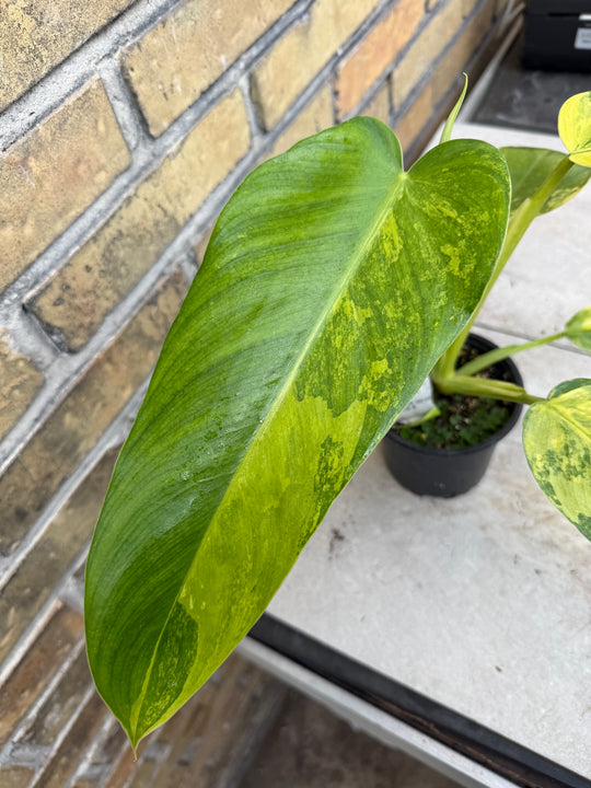 Philodendron Jose buono ‘Aurea’