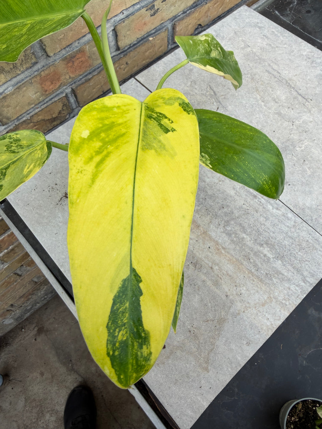 Philodendron Jose buono ‘Aurea’