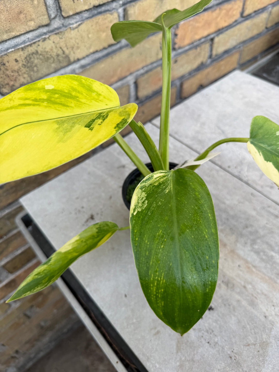 Philodendron Jose buono ‘Aurea’