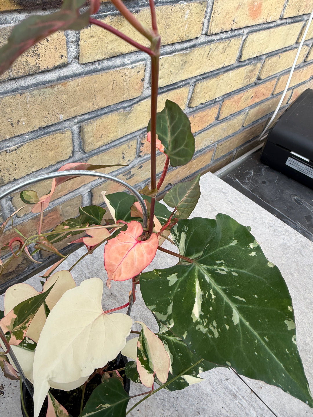 Fallopia multiflora variagata