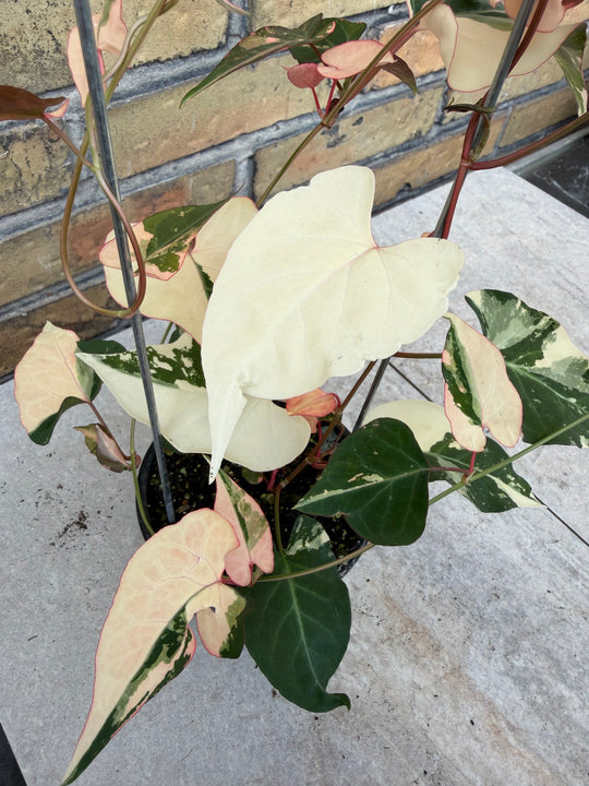 Fallopia multiflora variagata