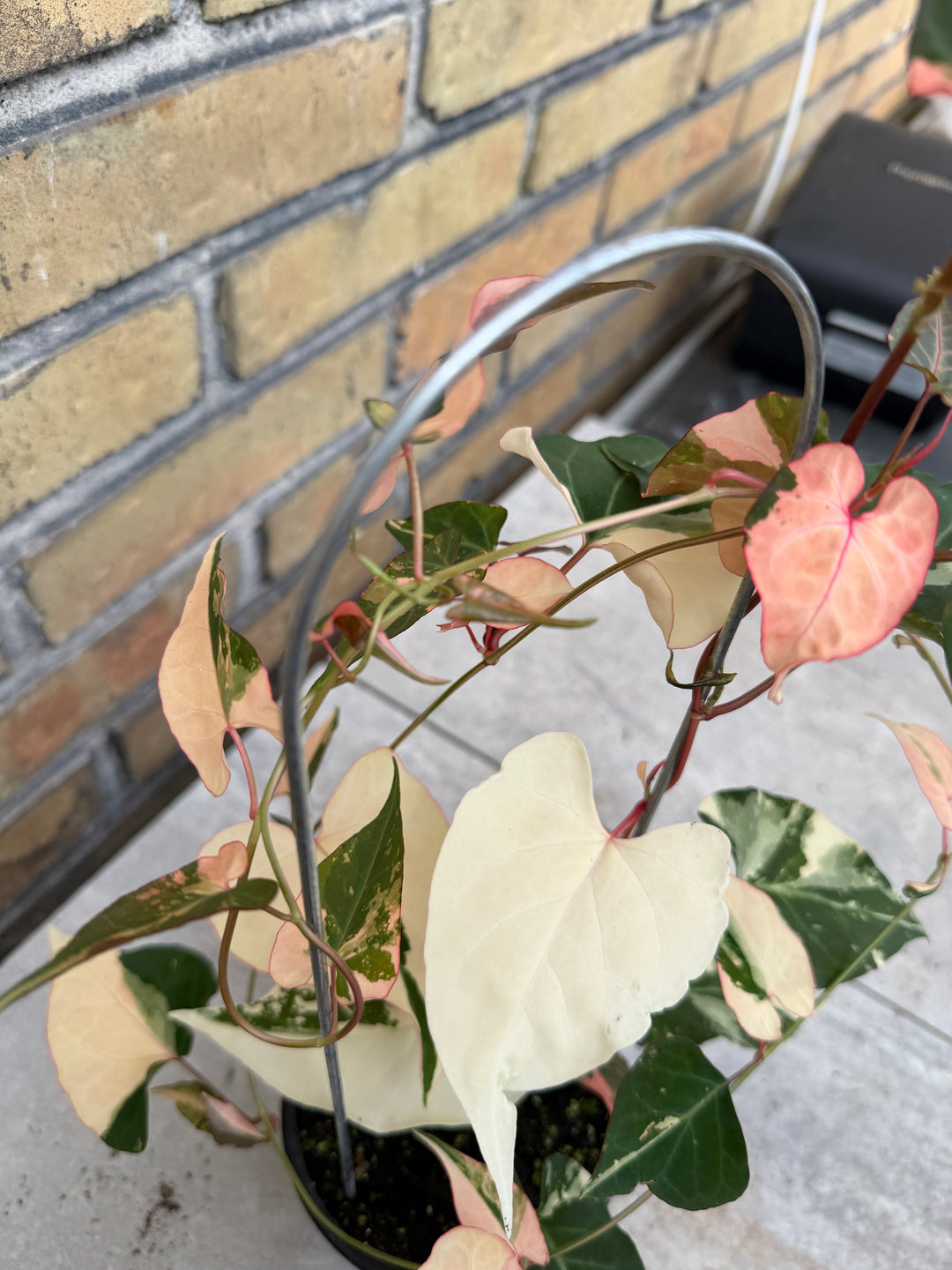 Fallopia multiflora variagata