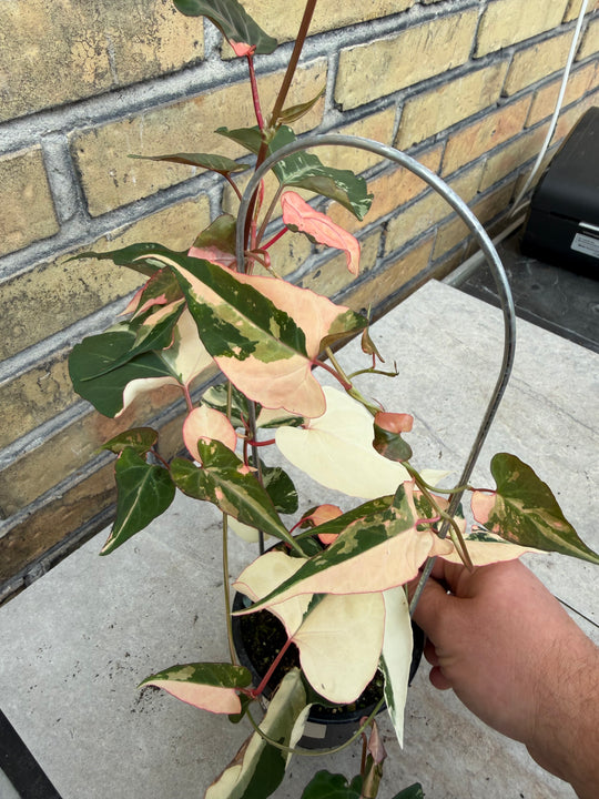Fallopia multiflora variagata