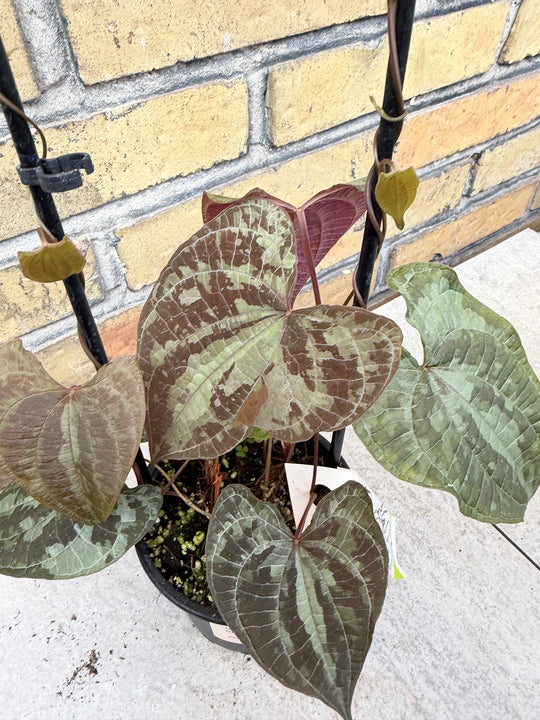 Dioscorea discolor