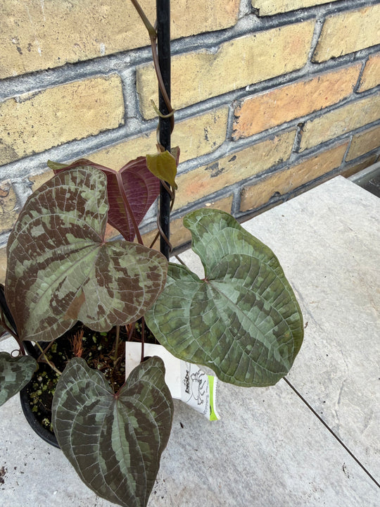 Dioscorea discolor