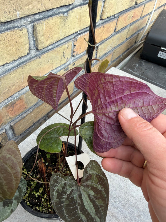 Dioscorea discolor