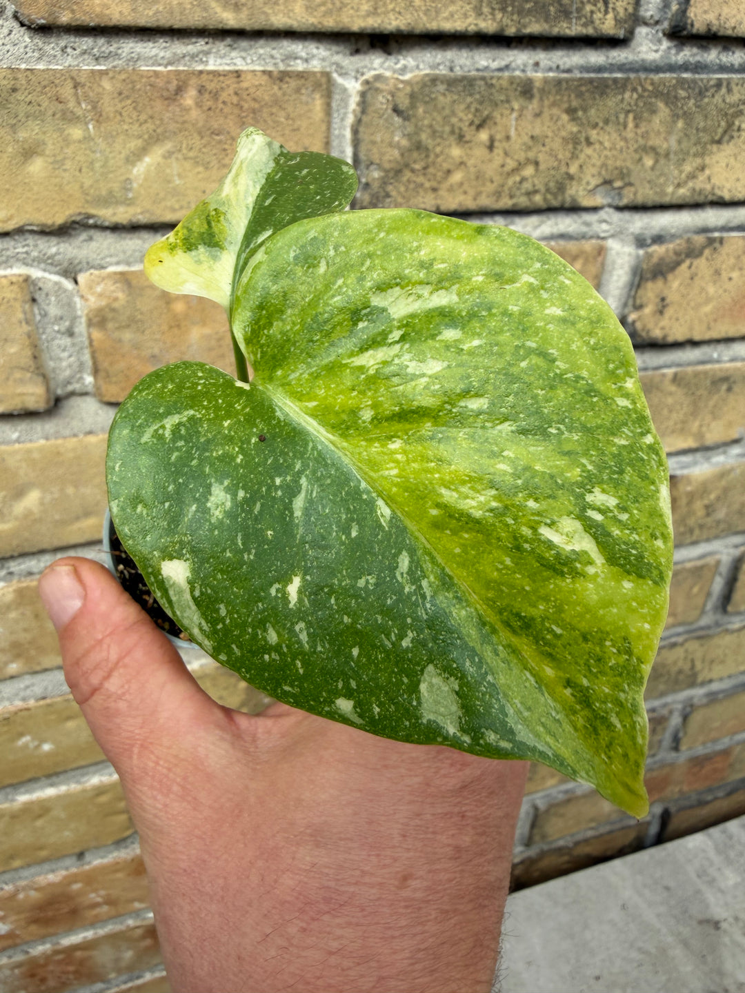 Monstera Thai con tricolor miracle