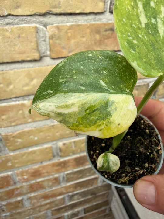 Monstera Thai con tricolor miracle