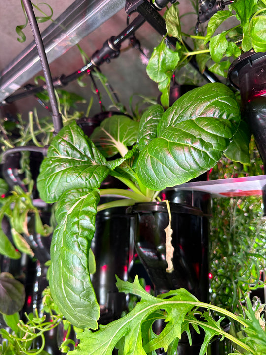 NFT Seed kit Saladmix