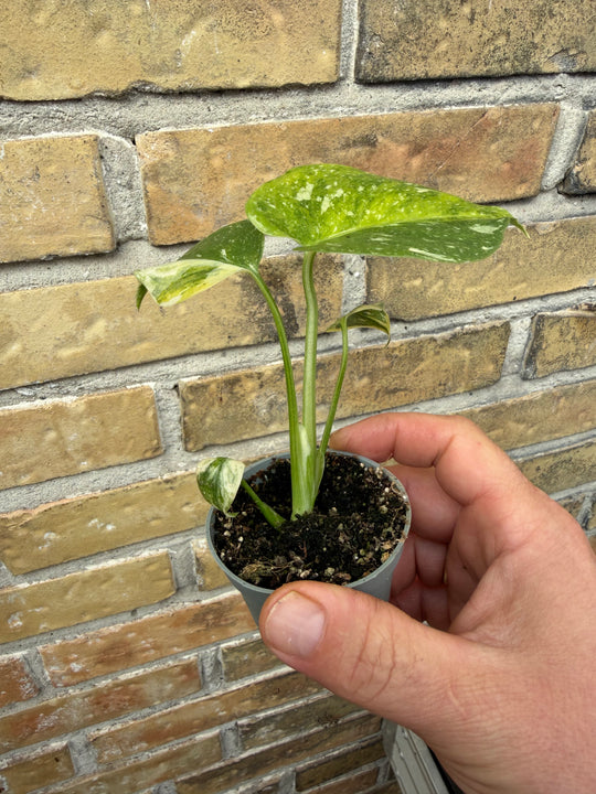 Monstera Thai con tricolor miracle