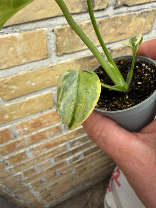 Monstera Thai con tricolor miracle