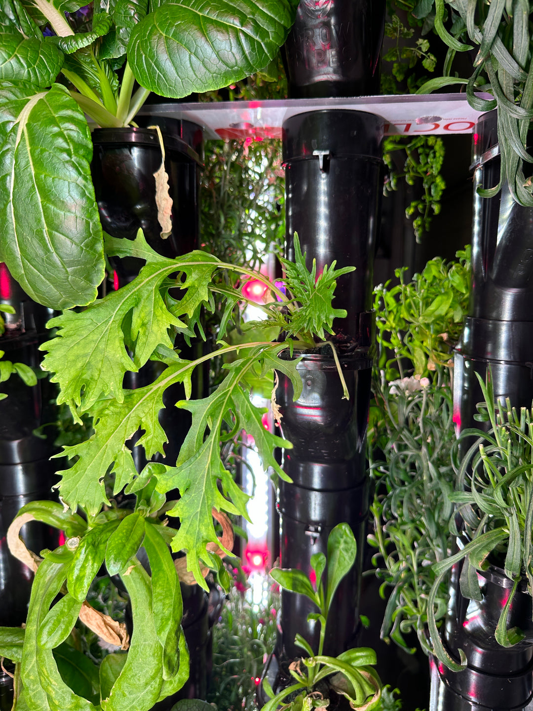 NFT Seed kit Saladmix