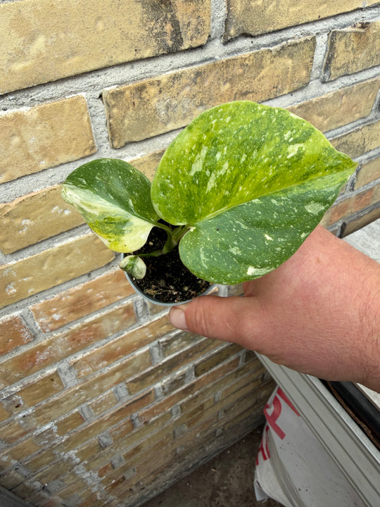 Monstera Thai con tricolor miracle