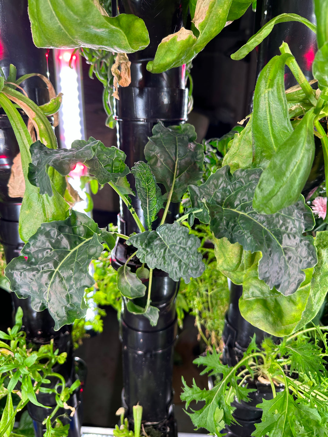 NFT Seed kit Saladmix