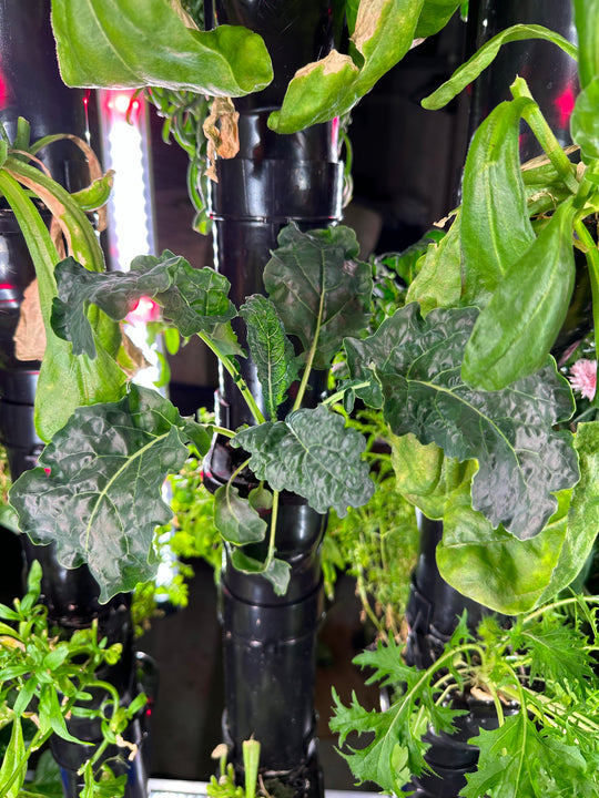 NFT Seed kit Saladmix