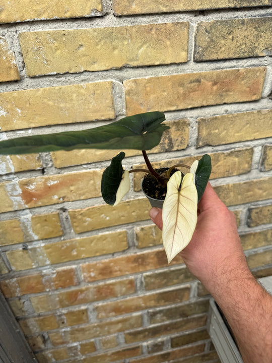 Alocasia Scalprum albo
