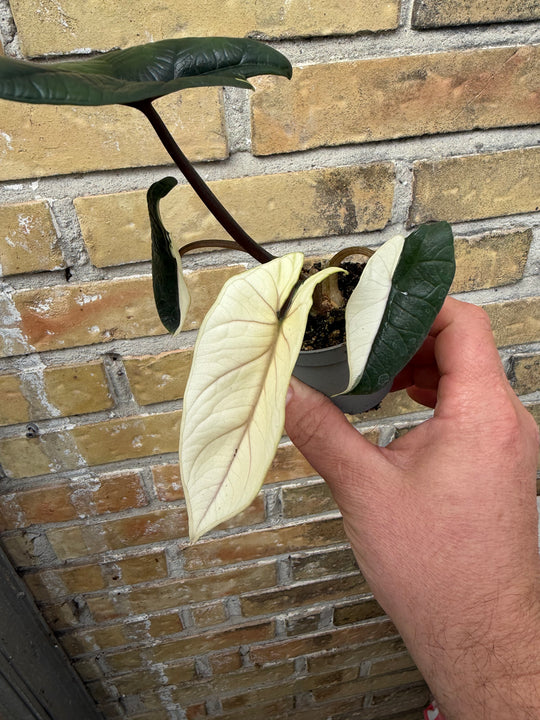 Alocasia Scalprum albo