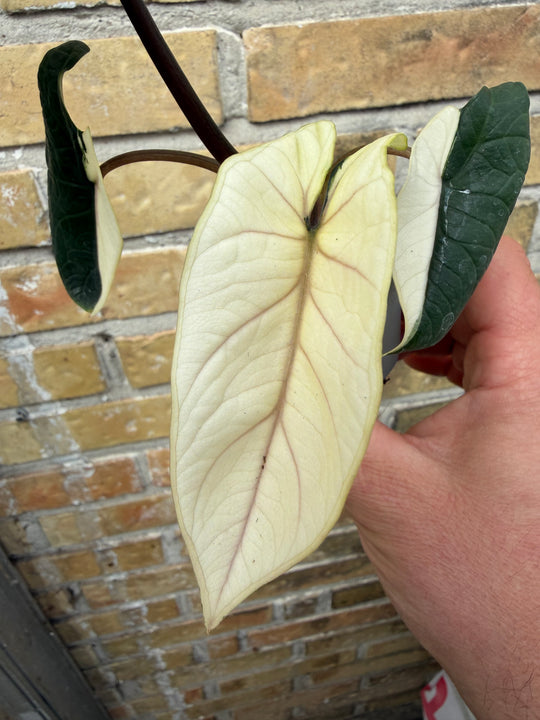 Alocasia Scalprum albo