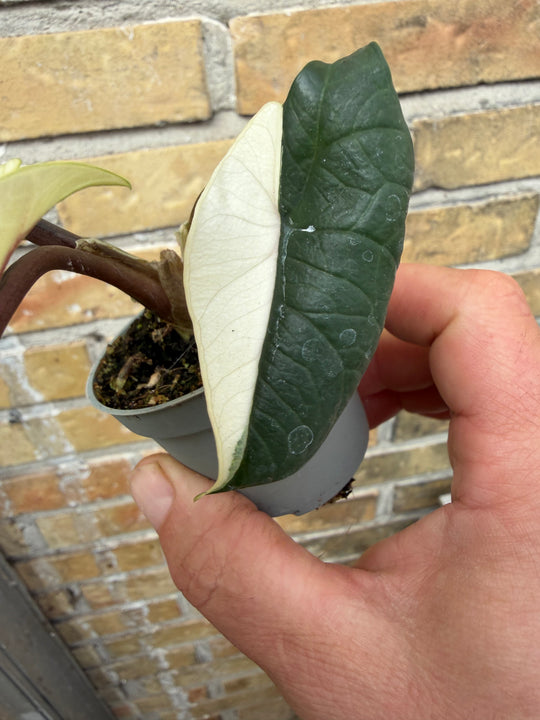 Alocasia Scalprum albo